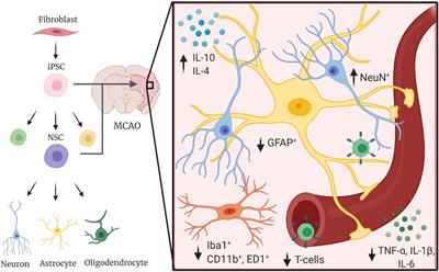 The Immunomodulatory Capacity of Induced Pluripotent Stem Cells in the Post-stroke Environment